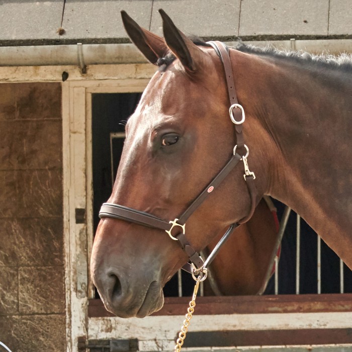 Whitaker Ready to Ride Leather Headcollar